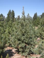 Vanderwolf Pine